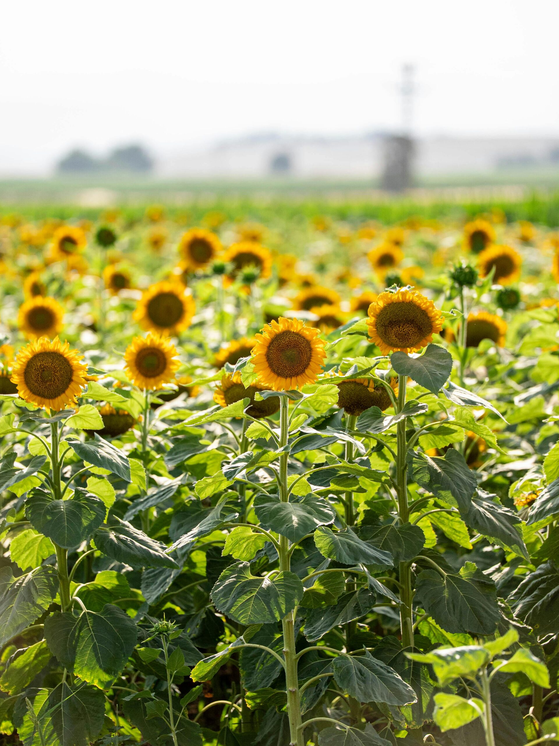 A beautiful sunflower field in Kahramanmaraş, Türkiye, showcasing vibrant yellow blooms under the summer sun.
