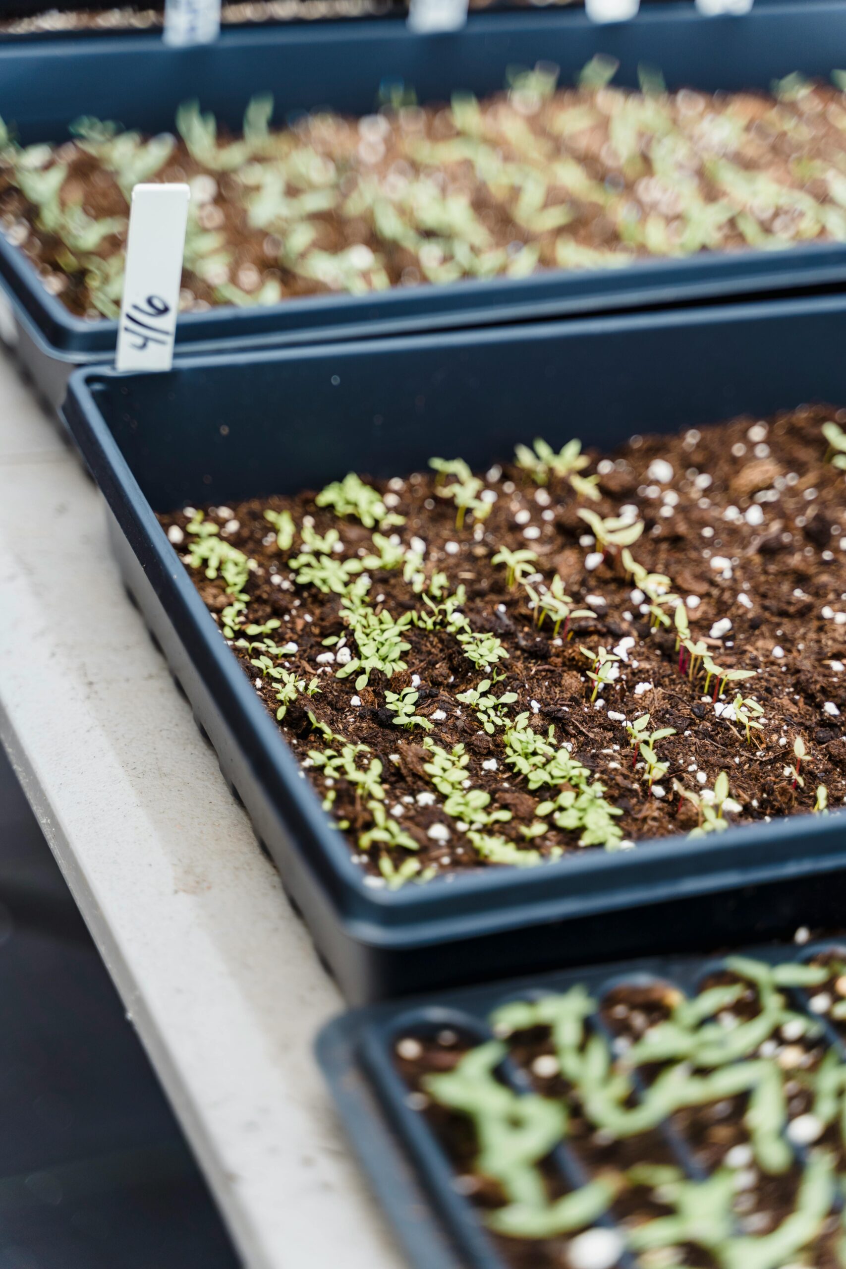 High angle of small green sprout growing in fresh soil in plastic containers in greenhouse in daylight