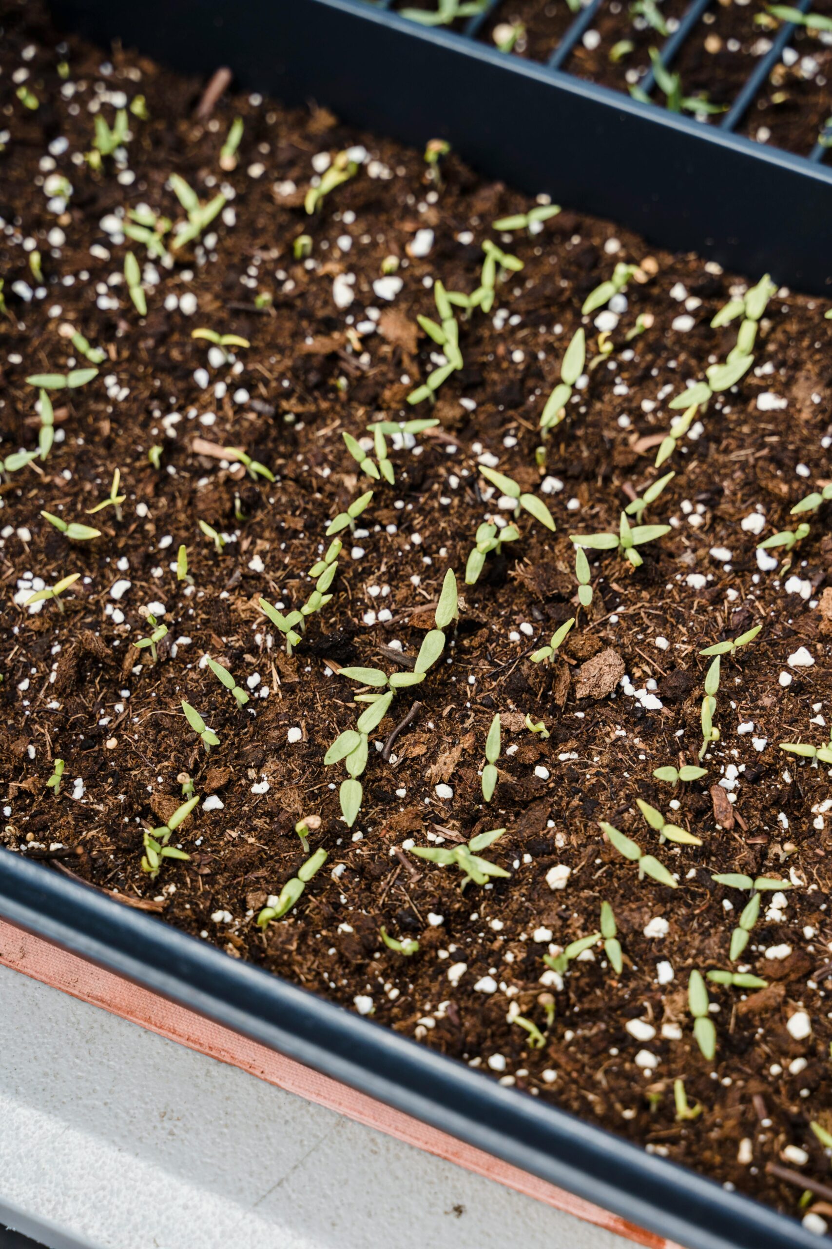 Close-up of small seedlings sprouting in a rectangular container.