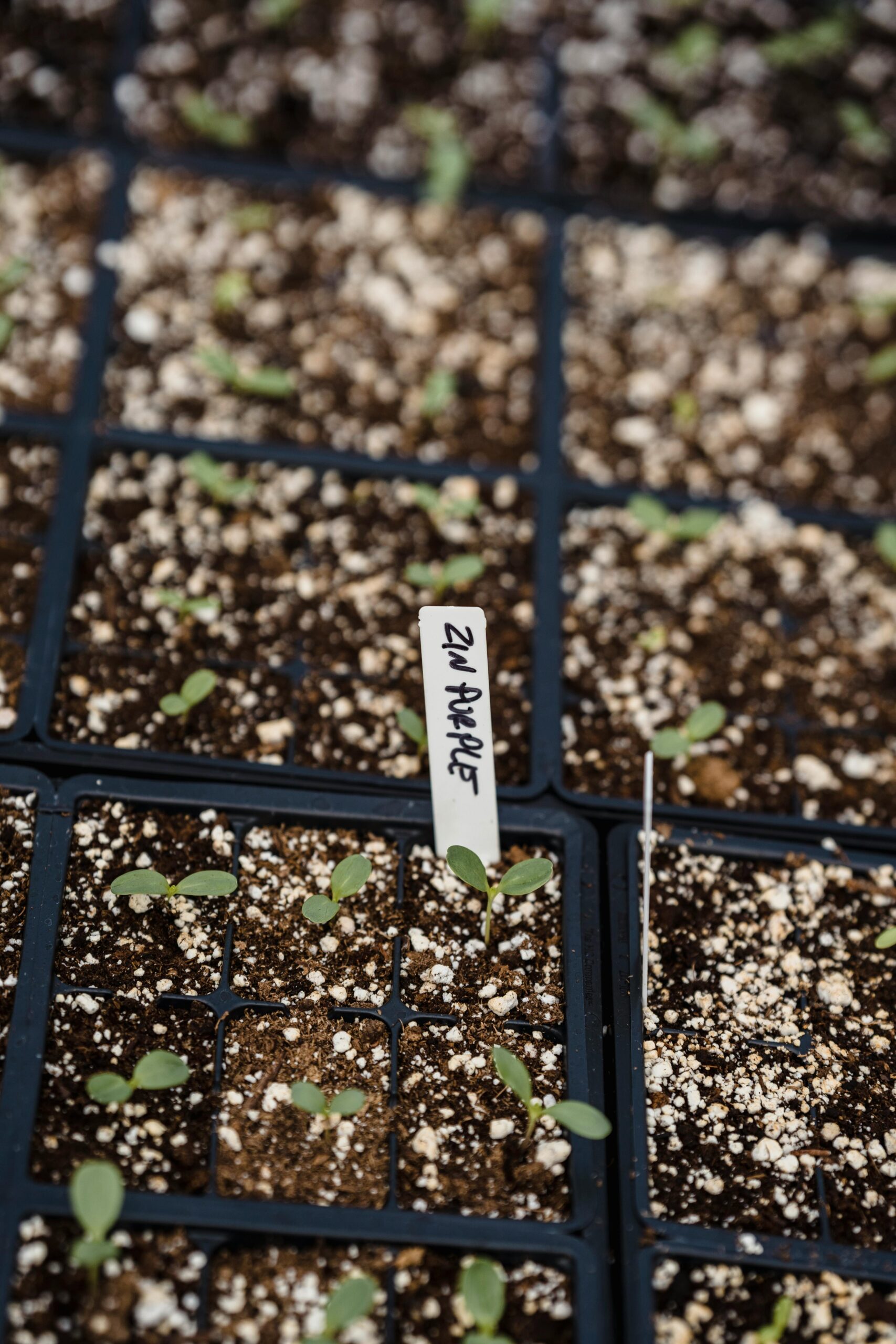 Newly sprouted seedlings in a plastic tray, labeled for horticulture study.